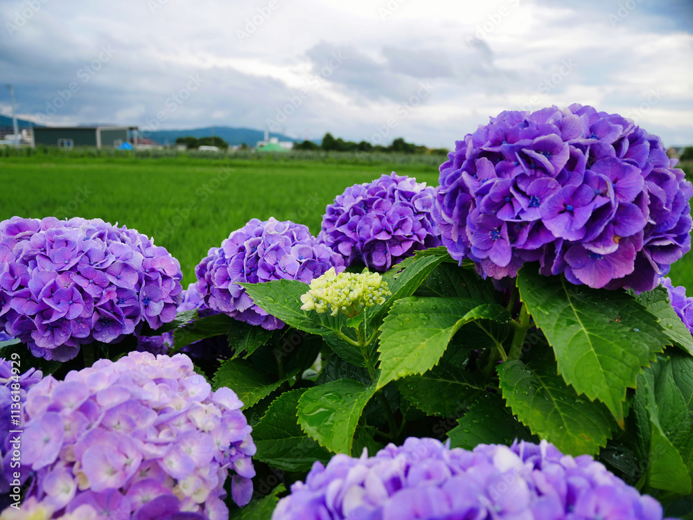 雨上がりに咲くあじさいと緑豊かな田園
