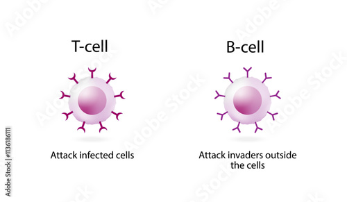 Cells of adaptive immune system. T cell and B cell. T- lymphocyte and B-lymphocyte. Vector illustration.