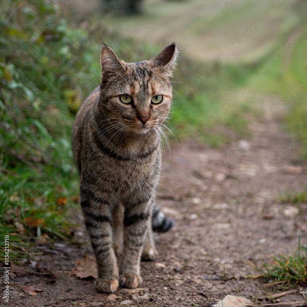 Fototapeta premium portrait focused tabby cat gaze ahead in quiet charm countryside path