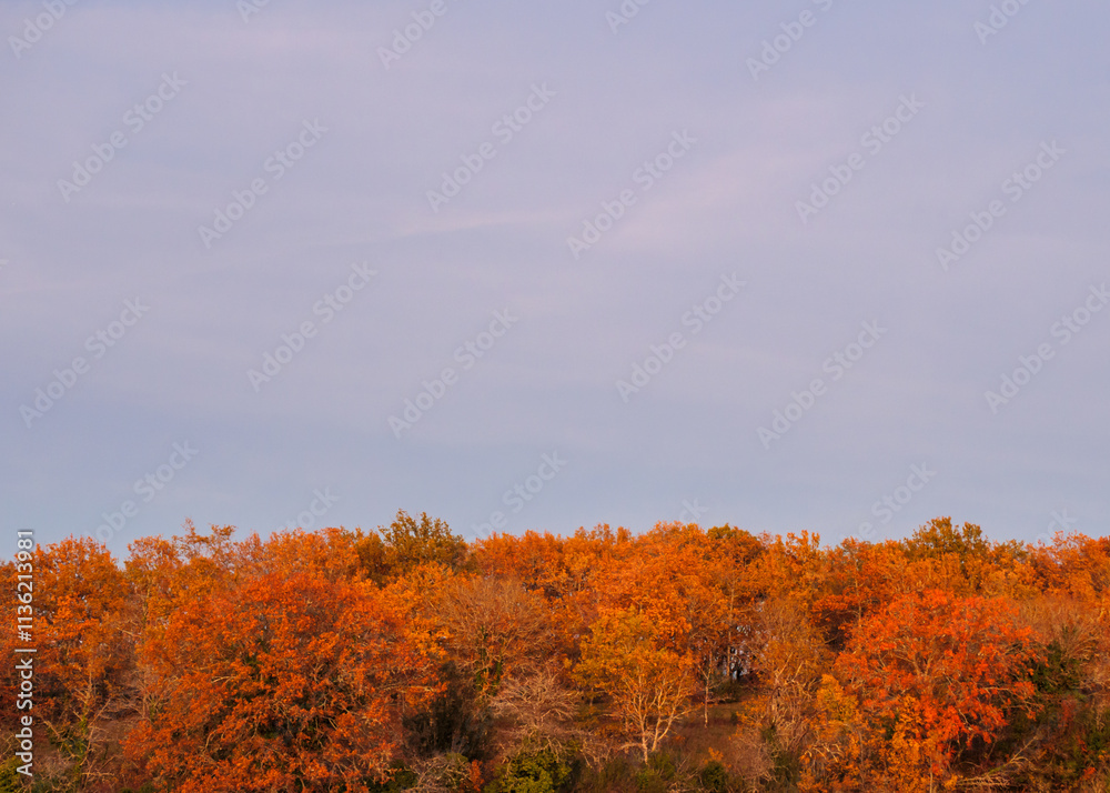 Fototapeta premium Morning light illuminates grove trees, rich tapestry orange gold sky