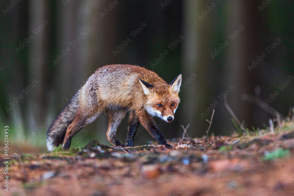 Obraz premium male red fox (Vulpes vulpes) goes after the prey