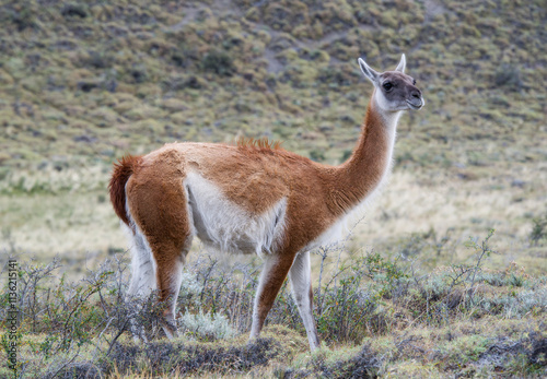 Guanaco at Torres del Paine national park Chile