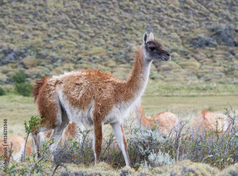 Guanaco at Torres del Paine national park Chile