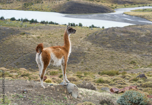 Guanaco at Torres del Paine national park Chile