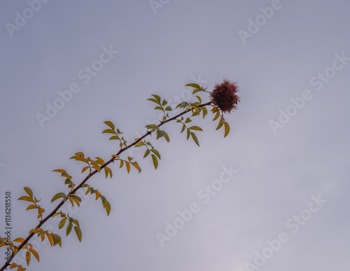 Bedeguar Gall forms spiky feature on wild rose on dark gray sky photo