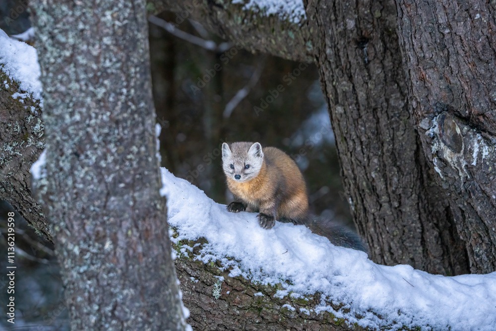 pine marten in the deep woods on a very cold winters day in Algonquin park pine marten in the deep woods on a very cold winters day in Algonquin park