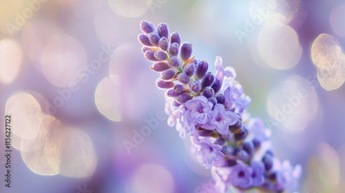 Detailaufnahme von Lavendelblüten