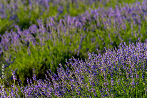 PLANTAS Y FLORES DE LAVANDA