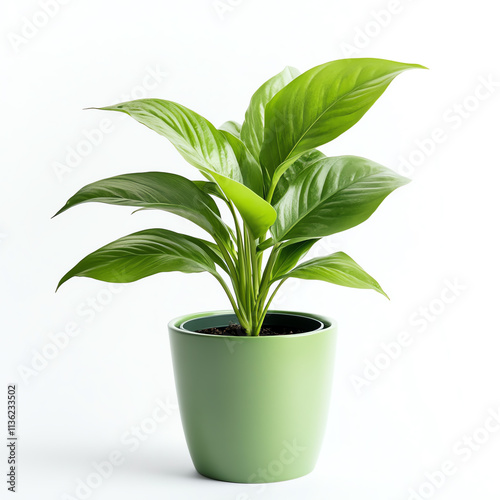 Wallpaper Mural Vibrant green plant in a modern pot, perfect for home decor and indoor gardening. Torontodigital.ca