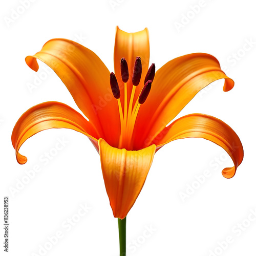 Angled view of a tangerine orange origami tiger lily flower isolated on a white transparent background. photo