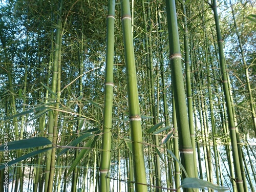 green bamboo forest