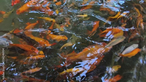 Wallpaper Mural The colorful japanese Koi carp fish in the pond at the garden Torontodigital.ca