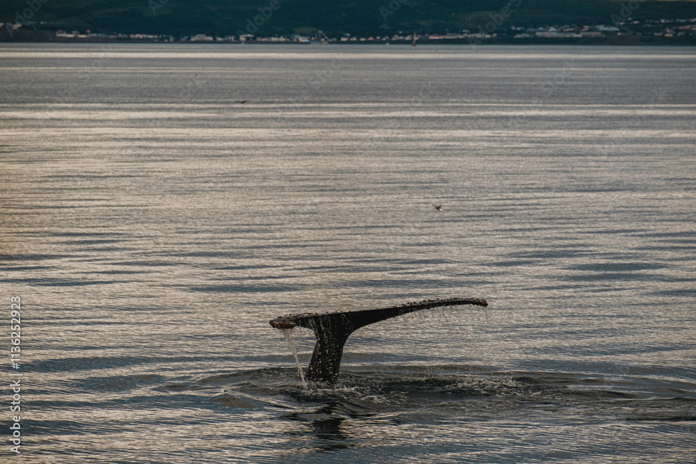 Humpback whale tail fluke emerging from the ocean near Húsavík, North Iceland, during a whale-watching expedition in the Arctic waters. Humpback whale tail fluke emerging from the ocean near Húsavík, North Iceland, during a whale-watching expedition in the Arctic waters.