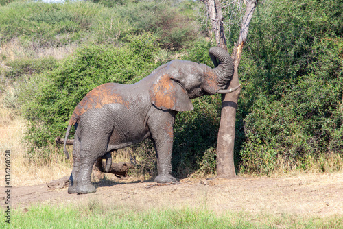 Photography Muddy African Elephant pushing against a tree