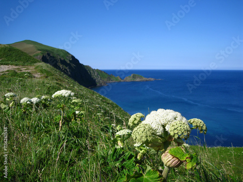 礼文島　岬めぐりコースの風景(オオハナウド,ゴロタ岬)