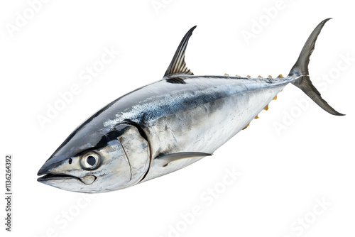 A sleek, streamlined tuna fish showcasing its distinctive coloration and features, emphasizing its agility and marine beauty.