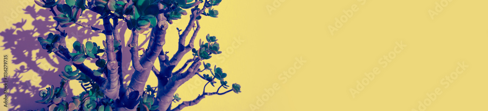 Crassula plant on a yellow background. Horizontal banner