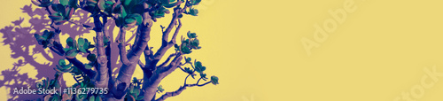 Obraz na płótnie Crassula plant on a yellow background. Horizontal banner w salonie