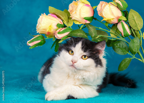 Obraz na płótnie Funny little black and white kitten lies on a blue blanket with artificial roses w salonie
