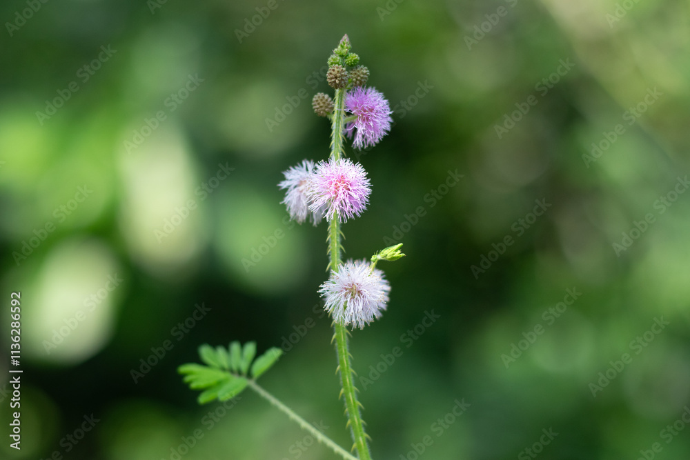 Giant sensitive plant is a shrubby or annual that behaves as a perennial Giant sensitive plant is a shrubby or annual that behaves as a perennial