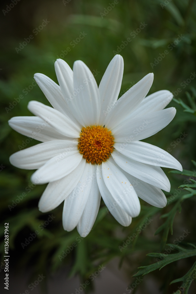 White daisy flower blooming in green foliage White daisy flower blooming in green foliage