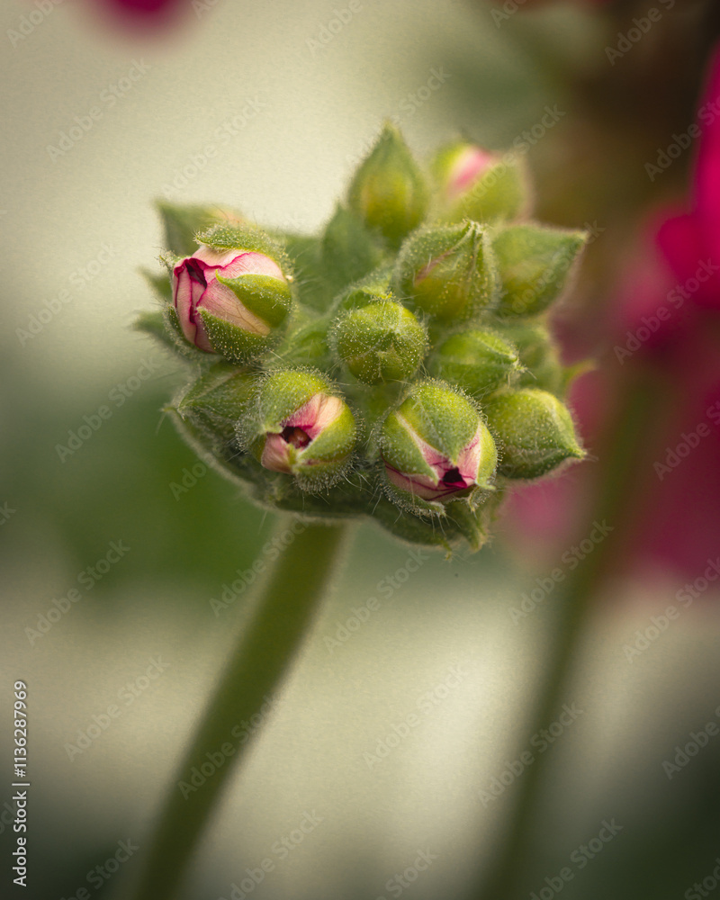 Geranium flower buds emerging in soft light