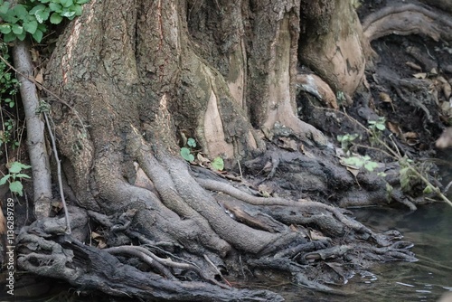 Aerial roots by the Stream