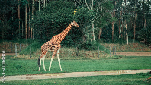 Photography giraffe in the park