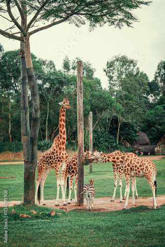 Canvas Print giraffes eating