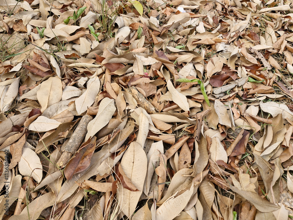 Background of dry grass