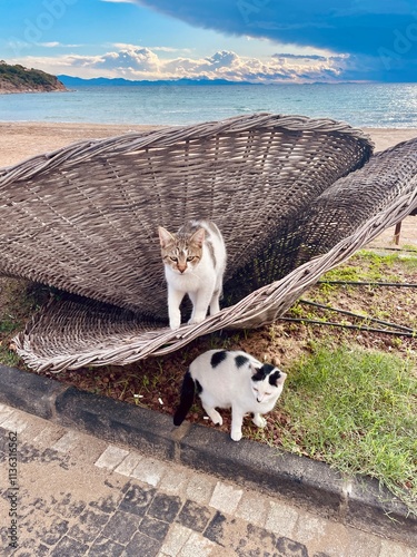 Cat on the beach