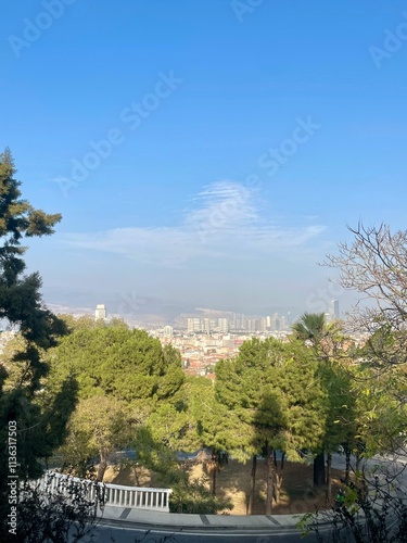 Tree and city