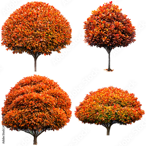 Autumnal trees orange foliage