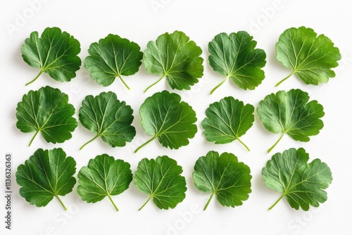 Green Geranium Leaves Pattern Nature Background Botanical Texture