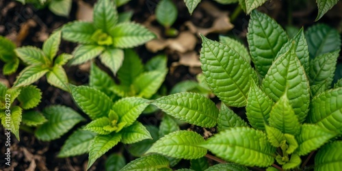 Wallpaper Mural Close-up shot of lush green foliage showing intricate details and vibrant hues, close-up, natural Torontodigital.ca