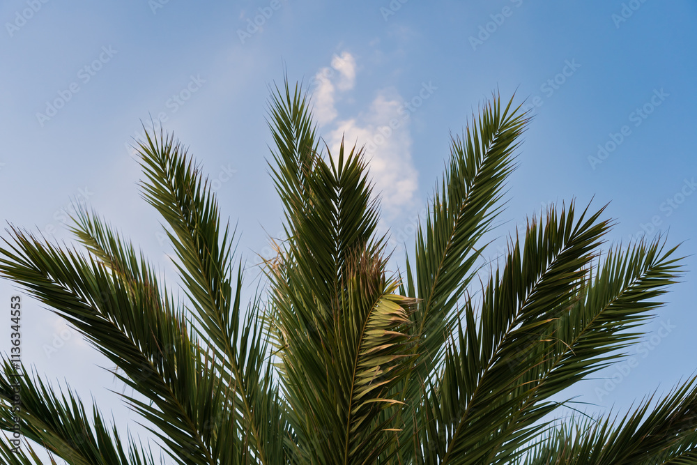 Palm tree crown against blue sky with few clouds. Palm tree crown against blue sky with few clouds.