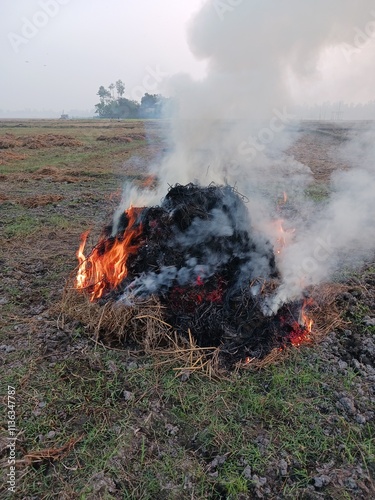 burning fire in the forest