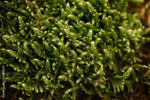 Beautiful green moss background, close-up, Pleurozium schreberi. photo