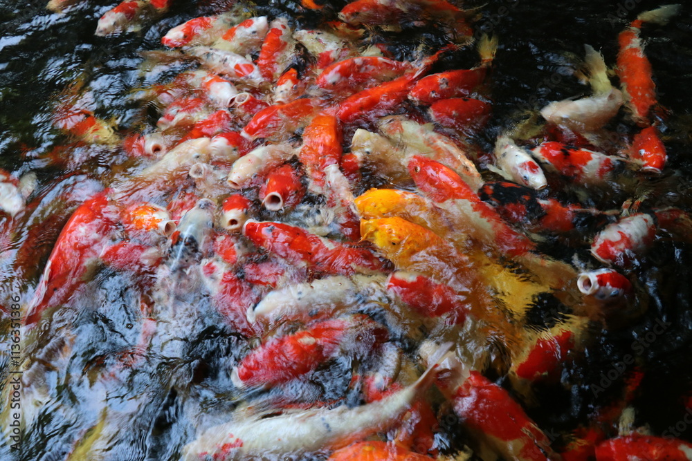 The koi in the large pond have beautiful colors. The koi in the large pond have beautiful colors.