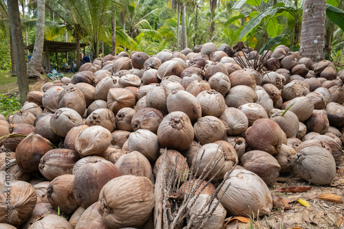 Pile of unhusked coconuts outdoors. photo