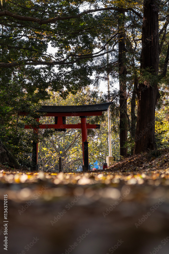 Naklejka premium 落ち葉が敷き詰められた参道と鳥居