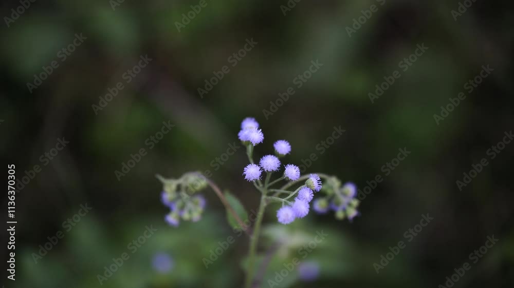 Close-up photo of purple flower weed. Close-up photo of purple flower weed.