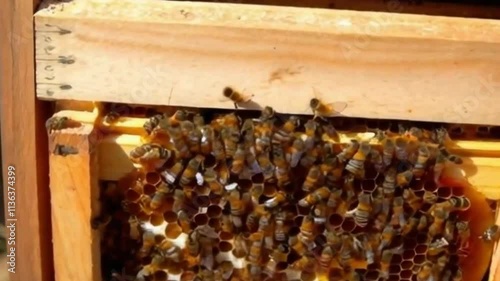 delicious and tasty honey from the honey bee hive