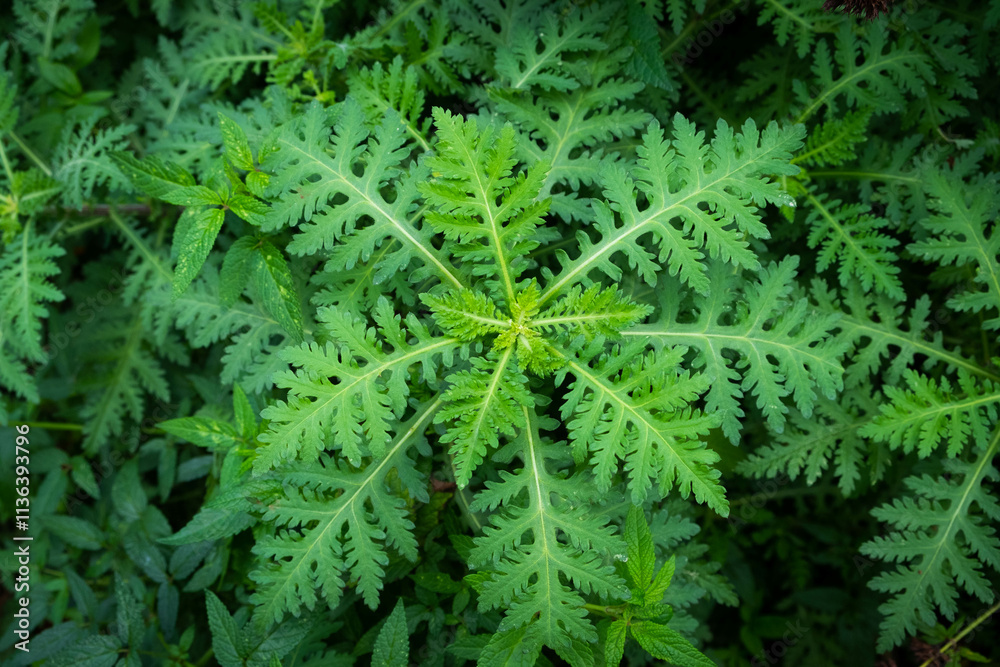 fern plant, closeup, forest plants - leaes background fern plant, closeup, forest plants - leaes background