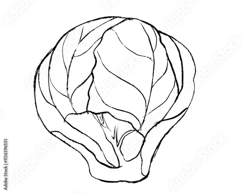 hand drawn illustration of Brussels sprout, sketch of brussels sprout, doodle of Brussels sprout