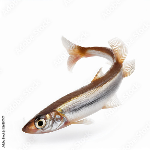 poisson, éperlan  isolé,  animal, blanc, comestible, aliment, pêche, nature, ailette, attraper, le queue, frais, brut, eau douce, eau, fleuve, océan; objet, un, fruits de mer, sain, tête, écailles photo