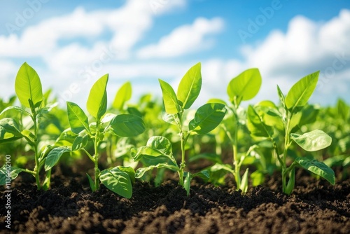 Vibrant Green Plants Under Bright Blue Sky