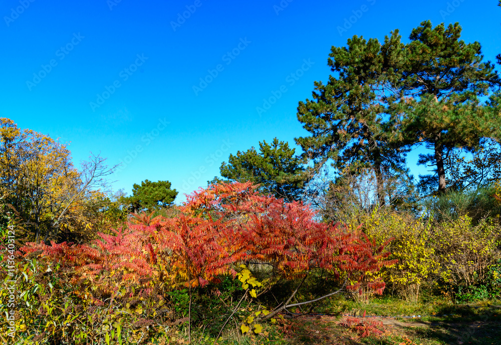 Red autumn leaves of the poisonous plant Sumac - Rhus typhina, Anacardiaceae in the garden Red autumn leaves of the poisonous plant Sumac - Rhus typhina, Anacardiaceae in the garden