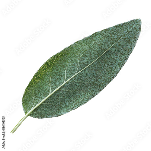 Single sage leaf isolated on white or transparent background