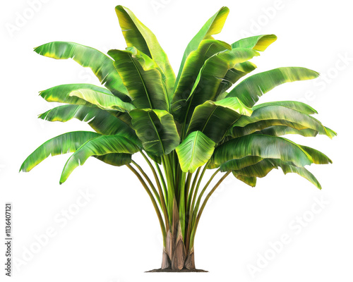 A vibrant tropical banana plant with lush green leaves, showcasing its unique beauty against a white isolated background.